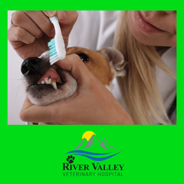 Veterinarians Near By Me | Can Dogs and Cats Get Cavities