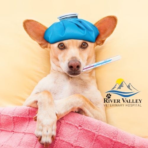 Emergency Vet Springdale Healthy Pets Have Healthy Teeth