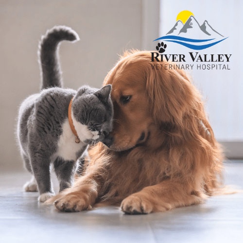Emergency Vet Springdale | Why Choose River Valley Vet