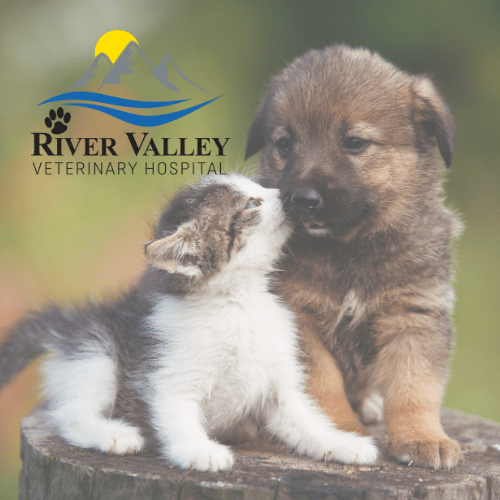 Emergency Vet Springdale River Valley Helps Pets