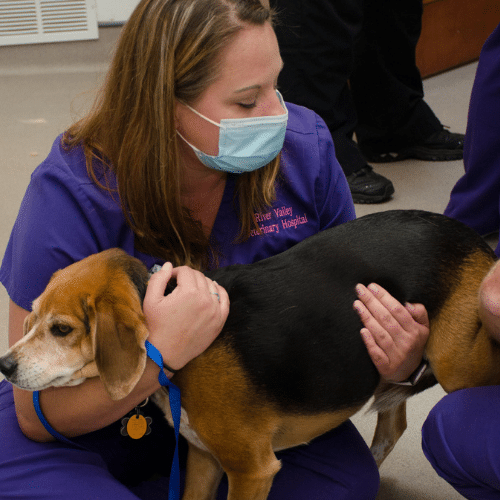 Emergency Vet Springdale Fixable Pet Problems The Company