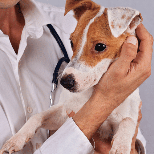 Emergency Vet Springdale Questions Answered