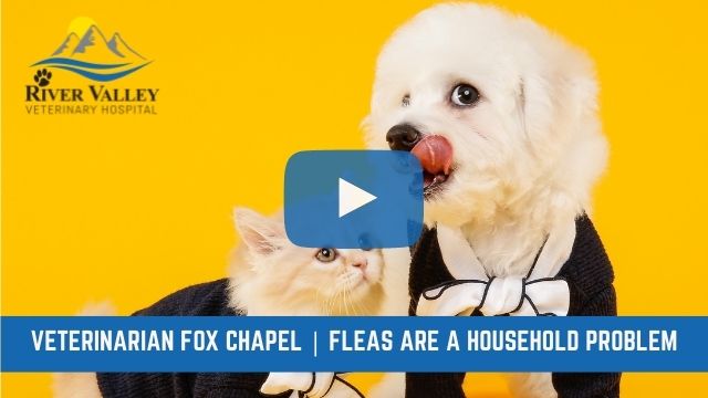 Veterinarian Fox Chapel