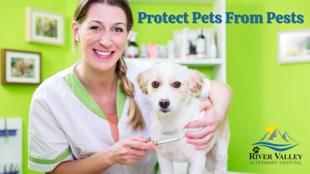 Protect Pets From Pests | Veterinarian Fox Chapel
