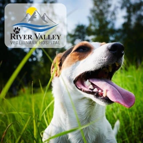 Is Stinky Pet's Breath Normal Veterinarian Fox Chapel River Valley