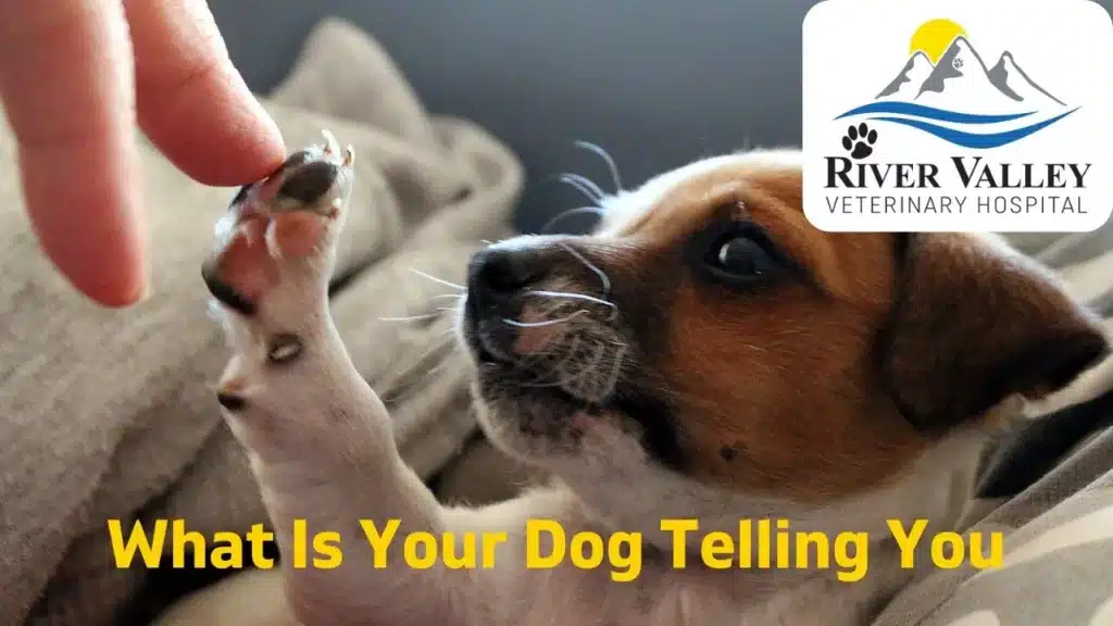 What Is Your Dog Telling You