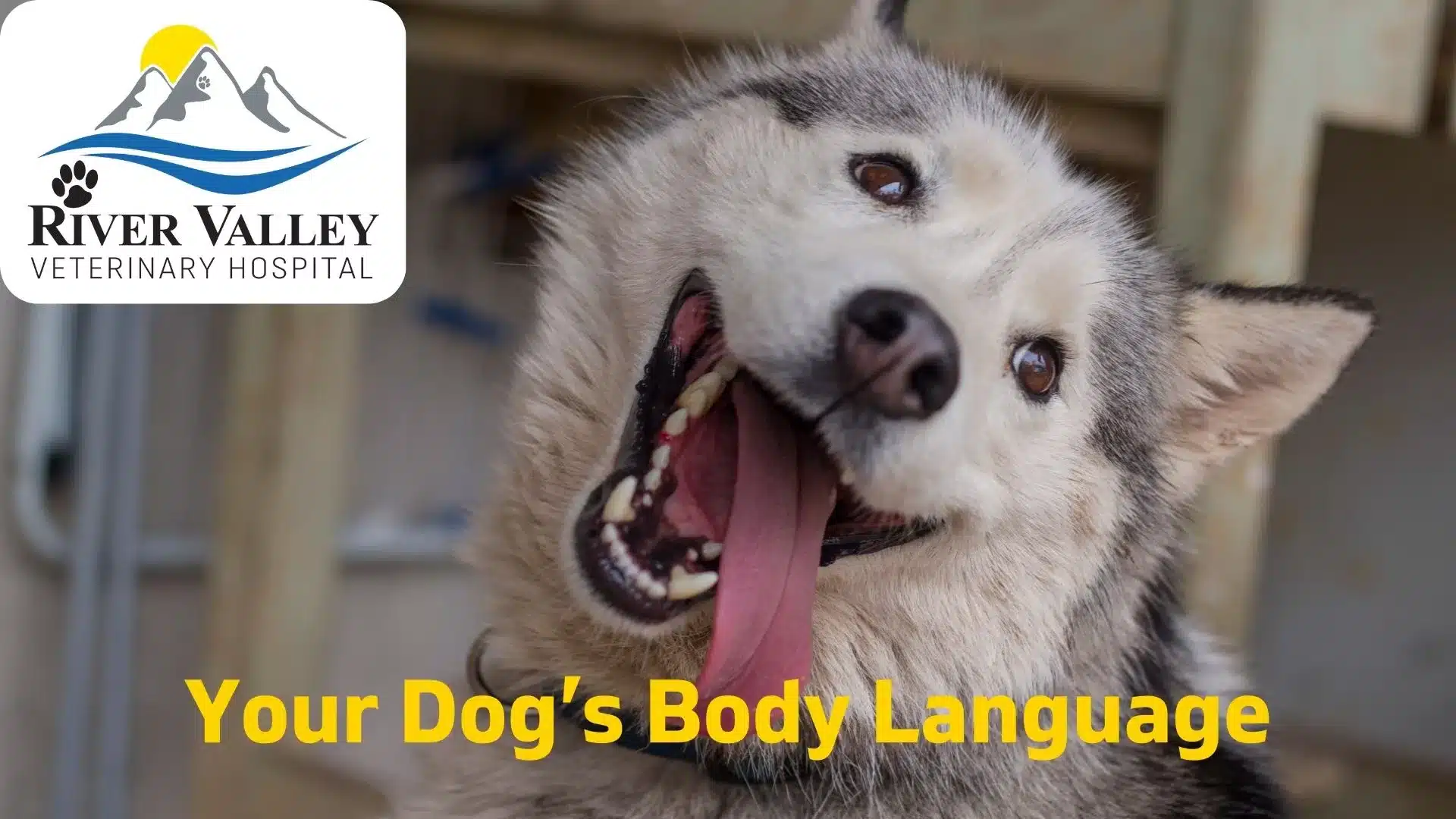 Your Dog’s Body Language By River Valley Vet