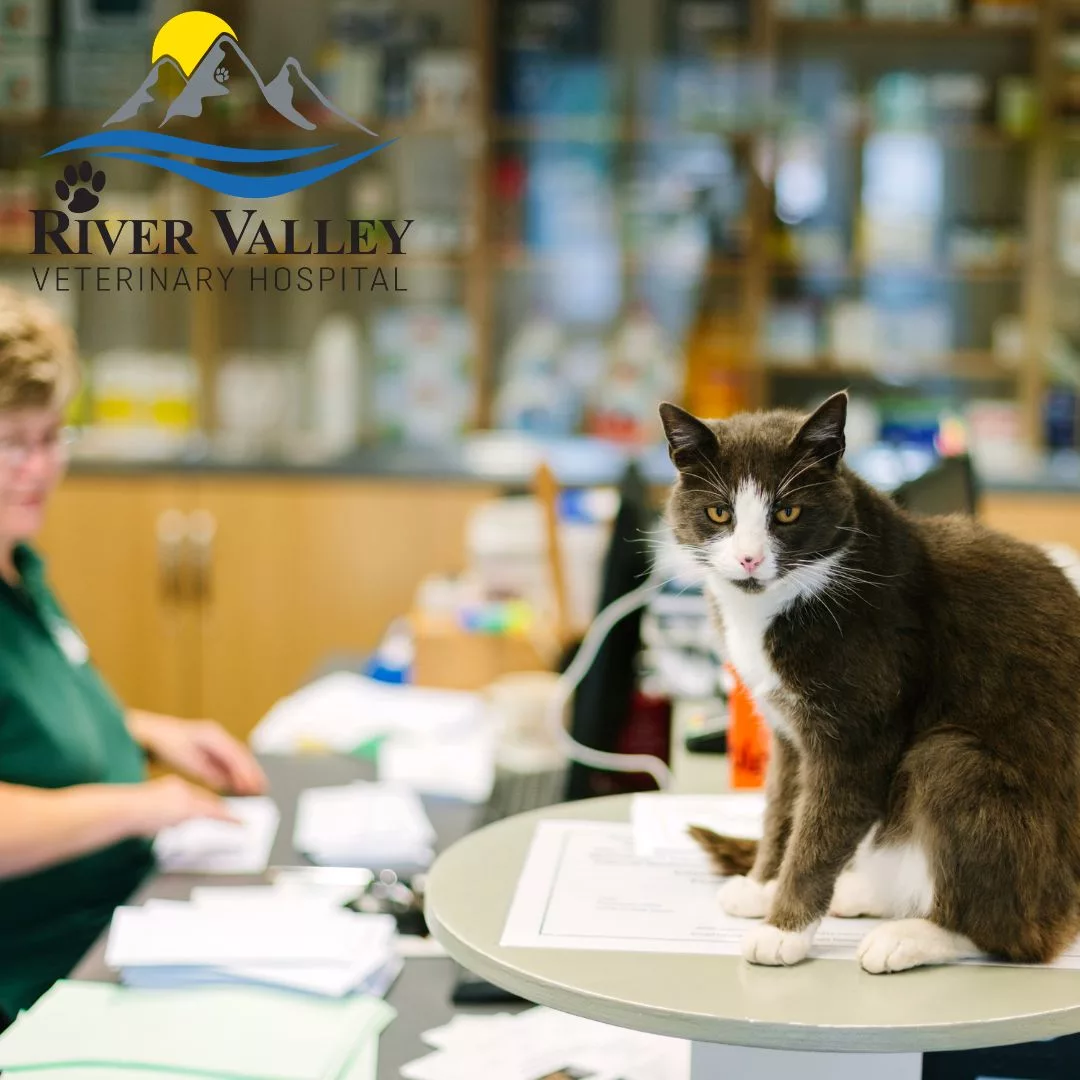 Do Animal Hospitals Do Payment Plans River Valley Veterinary Hospital