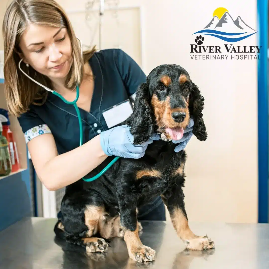 An Affordable Animal Care Hospital In Pittsburgh River Valley