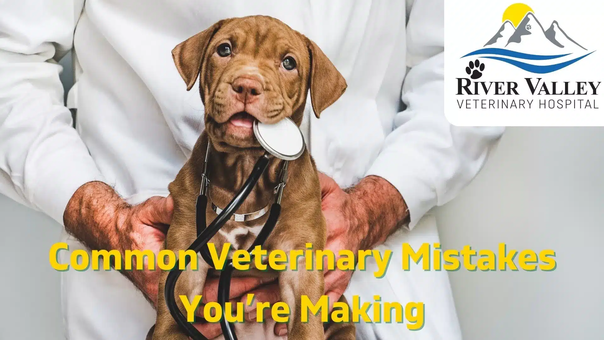Common Veterinary Mistakes You’re Making