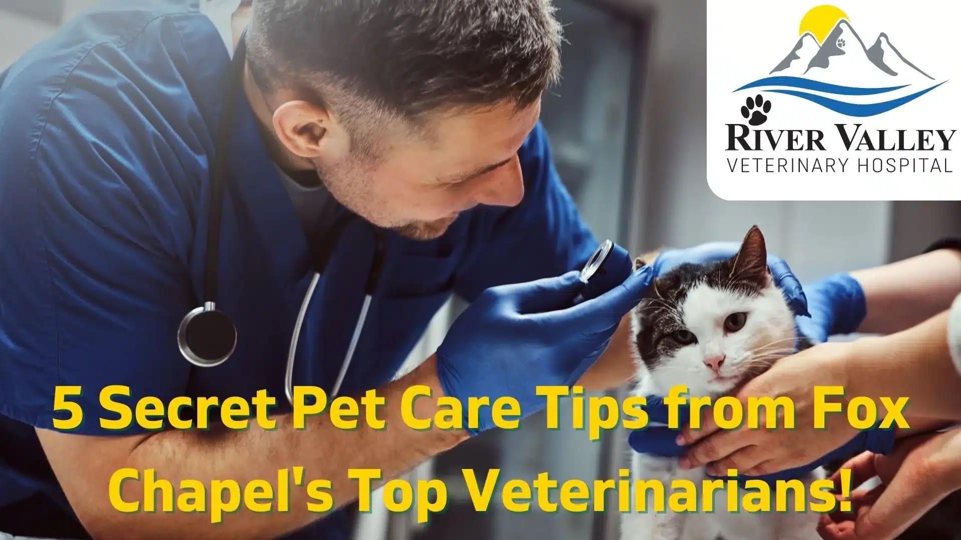 5 Secret Pet Care Tips from Fox Chapel's Top Veterinarians!
