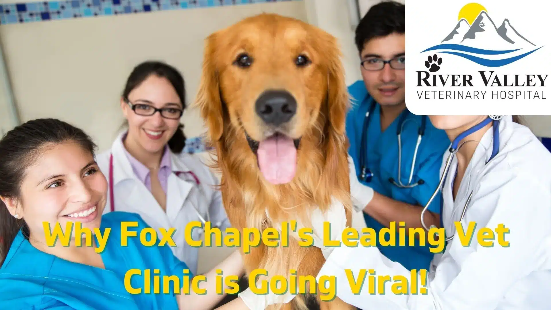 Why Fox Chapel's Leading Vet Clinic is Going Viral!