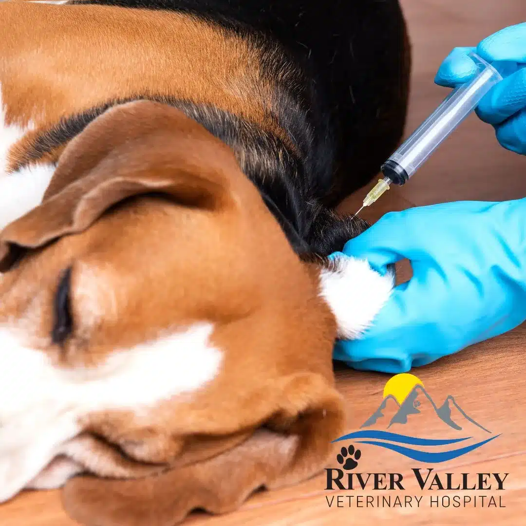 Learning About Non Core Vaccinations For Pets River Valley Veterinary