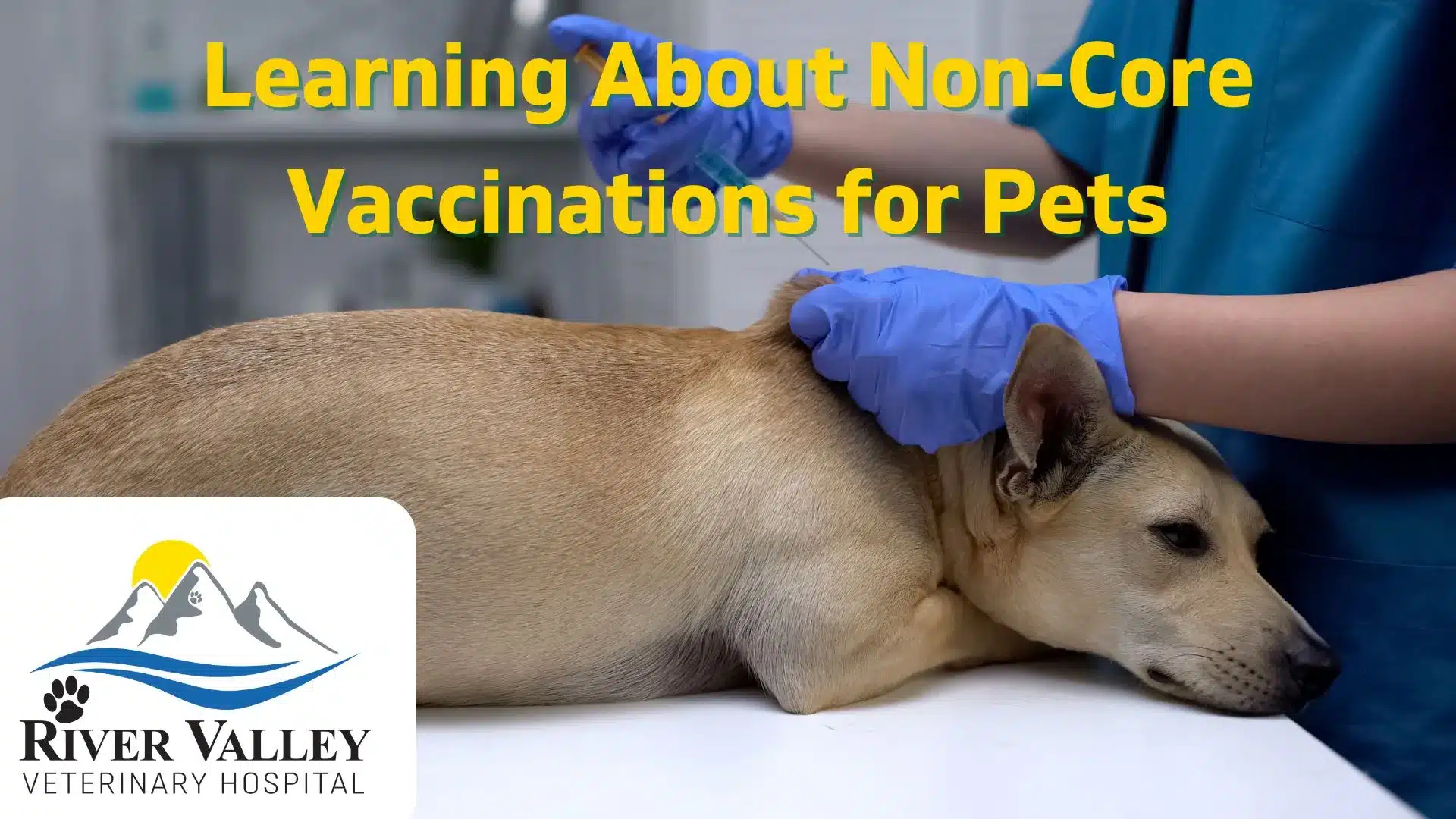 Learning About Non-Core Vaccinations for Pets