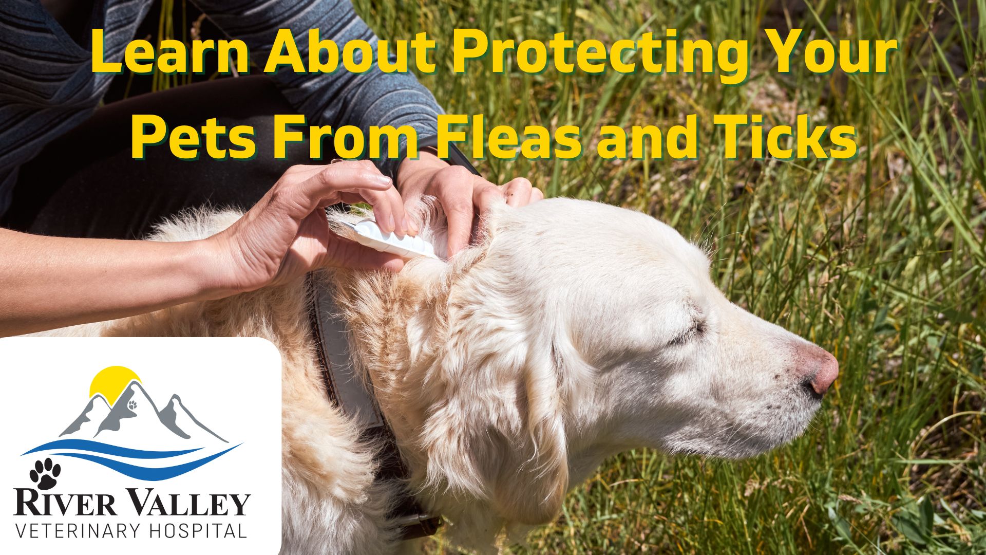 Learn About Protecting Your Pets From Fleas and Ticks
