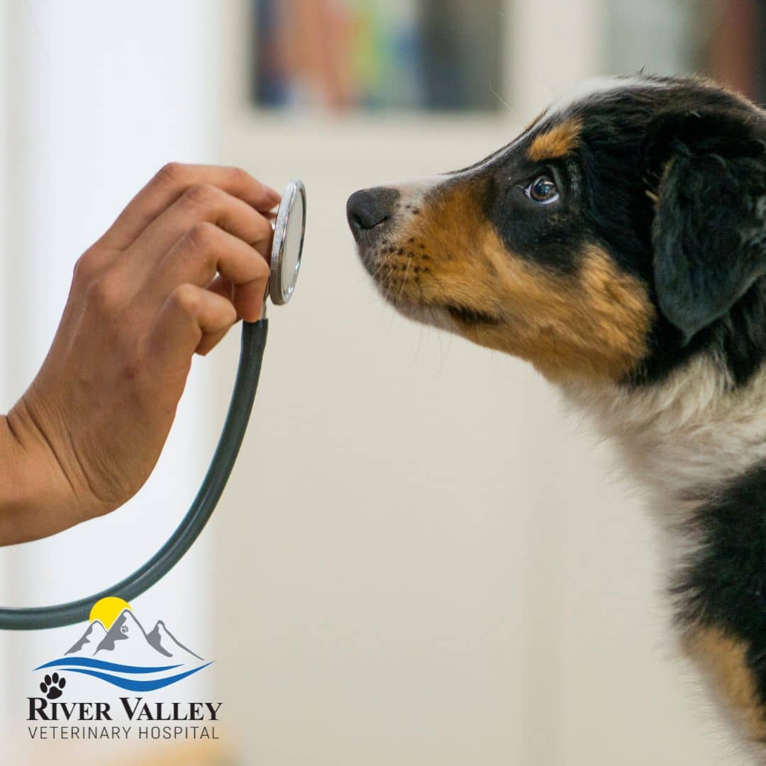 How Much Does Emergency Vet Cost at Matthew Shuler blog