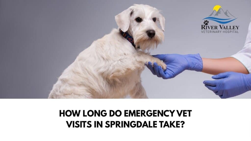 Emergency Vet Visits in Springdale