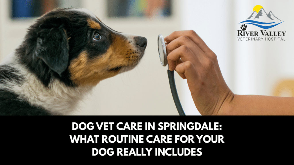 Dog Vet Care in Springdale