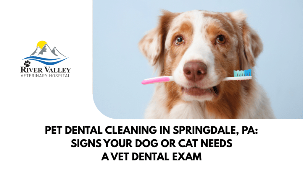 Pet Dental Cleaning in Springdale